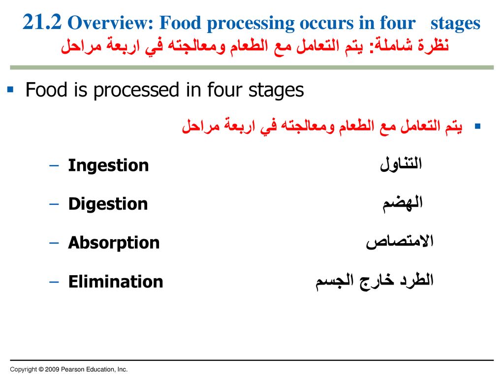 21.2 Overview: Food processing occurs in four stages نظرة شاملة: يتم التعامل مع الطعام ومعالجته في اربعة مراحل