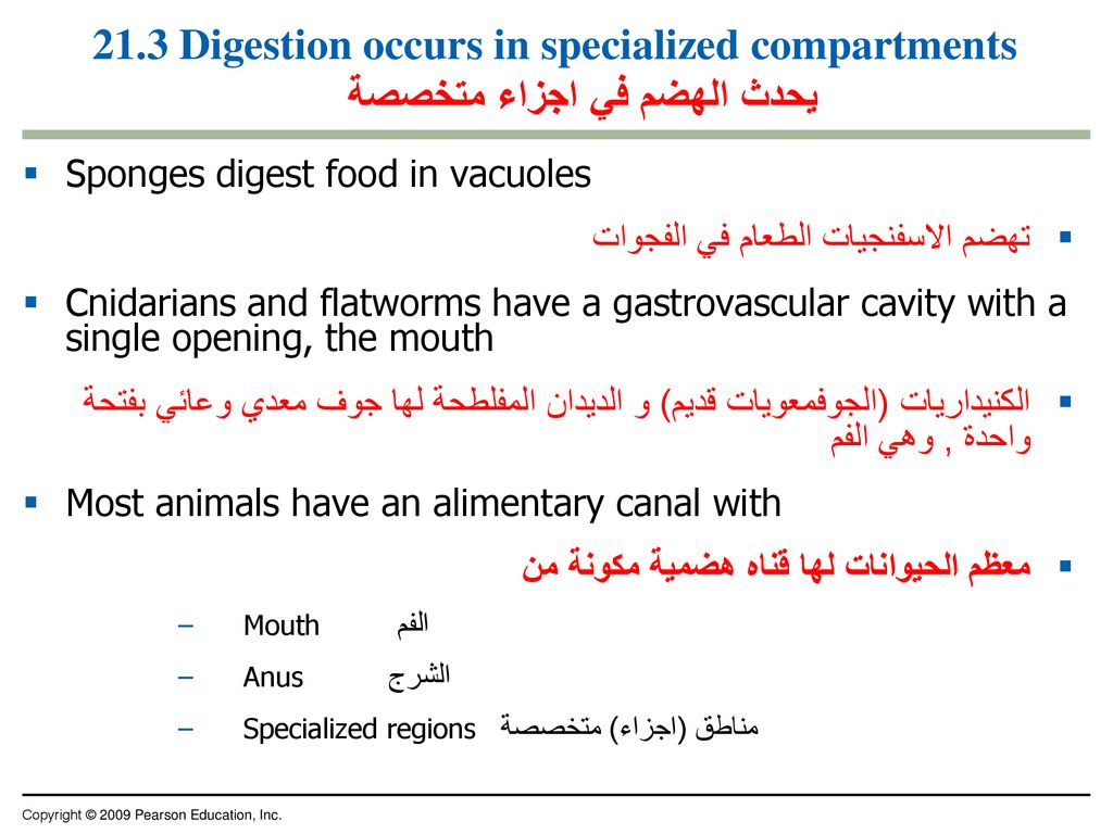 21.3 Digestion occurs in specialized compartments يحدث الهضم في اجزاء متخصصة