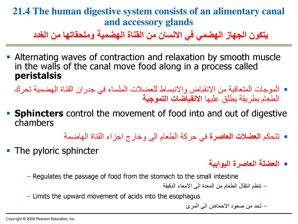 21.4 The human digestive system consists of an alimentary canal and accessory glands يتكون الجهاز الهضمي في الانسان من القناة الهضمية وملحقاتها من الغدد