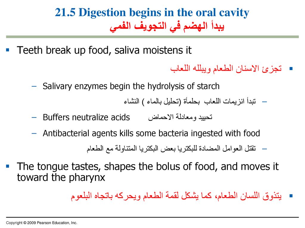 21.5 Digestion begins in the oral cavity يبدأ الهضم في التجويف الفمي