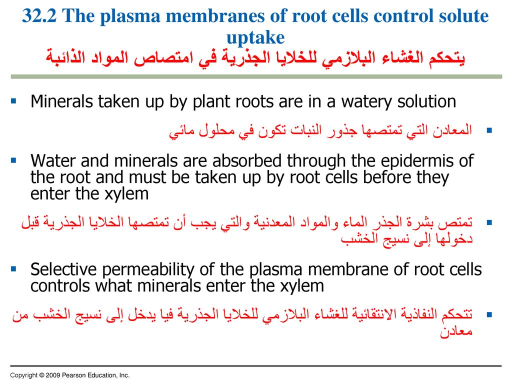 32.2 The plasma membranes of root cells control solute uptake يتحكم الغشاء البلازمي للخلايا الجذرية في امتصاص المواد الذائبة