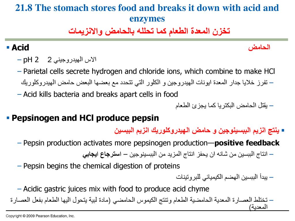 21.8 The stomach stores food and breaks it down with acid and enzymes تخزن المعدة الطعام كما تحلله بالحامض والانزيمات