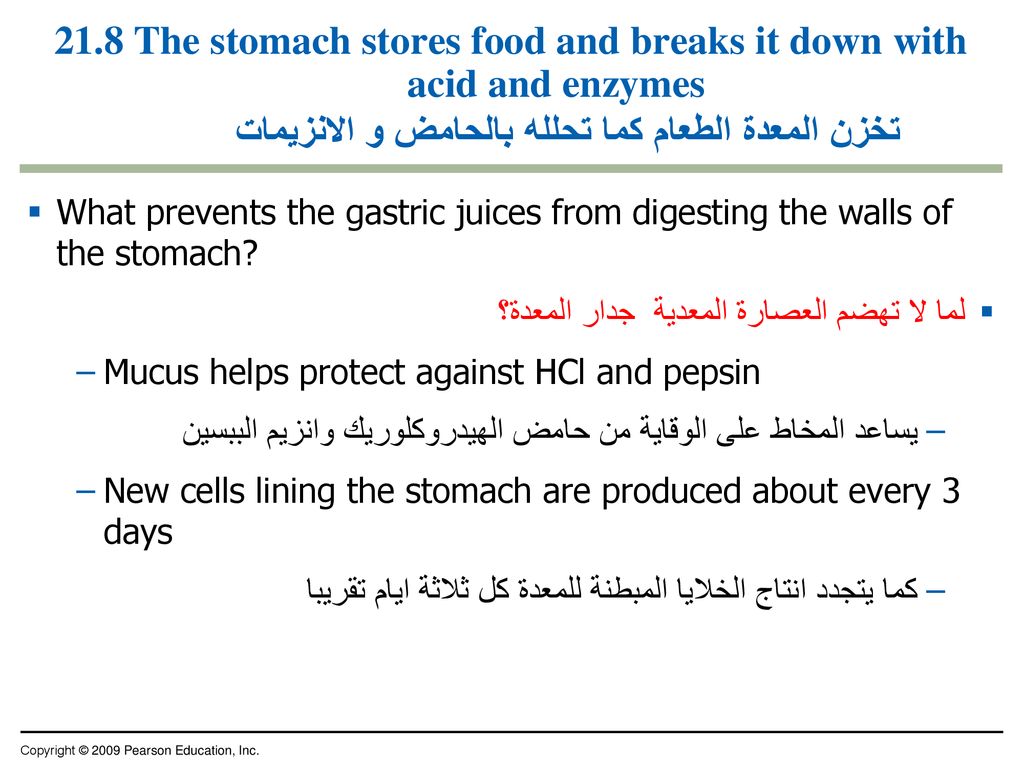 21.8 The stomach stores food and breaks it down with acid and enzymes تخزن المعدة الطعام كما تحلله بالحامض و الانزيمات