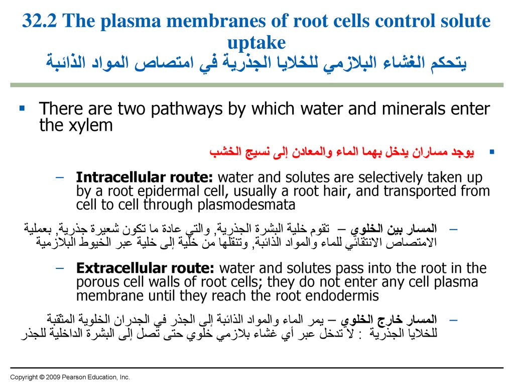 32.2 The plasma membranes of root cells control solute uptake يتحكم الغشاء البلازمي للخلايا الجذرية في امتصاص المواد الذائبة