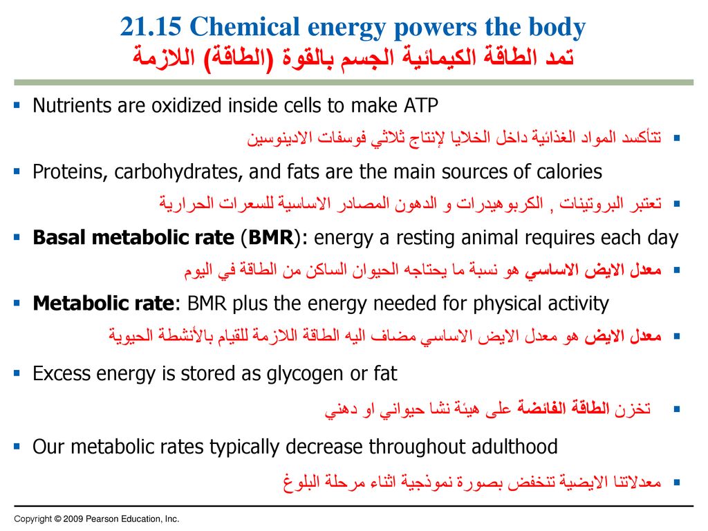 21.15 Chemical energy powers the body تمد الطاقة الكيمائية الجسم بالقوة (الطاقة) اللازمة