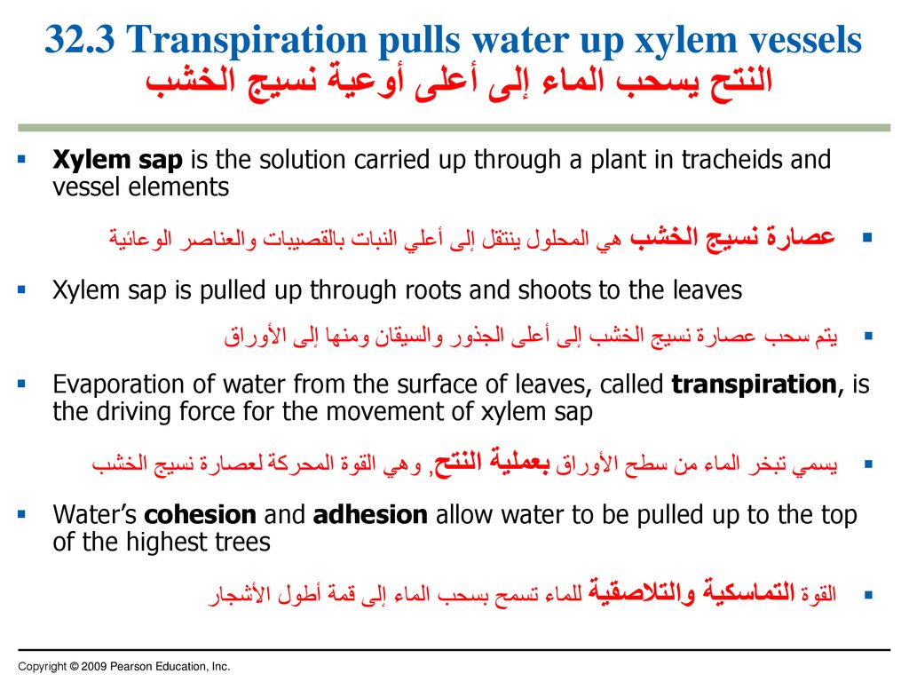 32.3 Transpiration pulls water up xylem vessels النتح يسحب الماء إلى أعلى أوعية نسيج الخشب