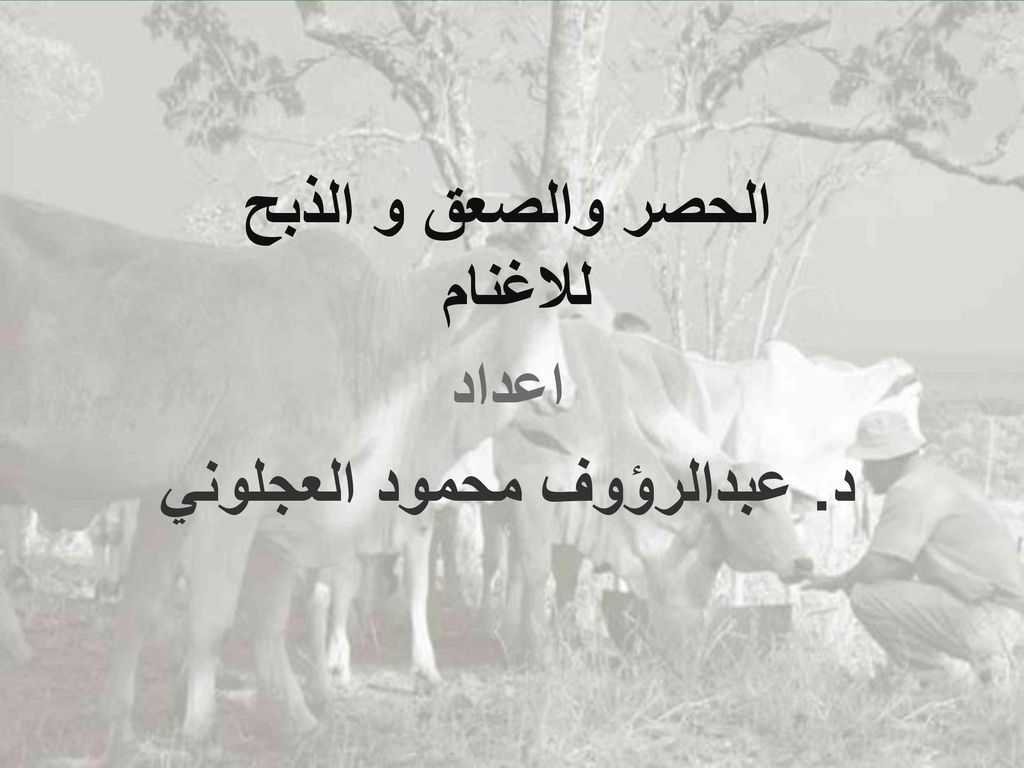 الحصر والصعق و الذبح للاغنام اعداد د. عبدالرؤوف محمود العجلوني