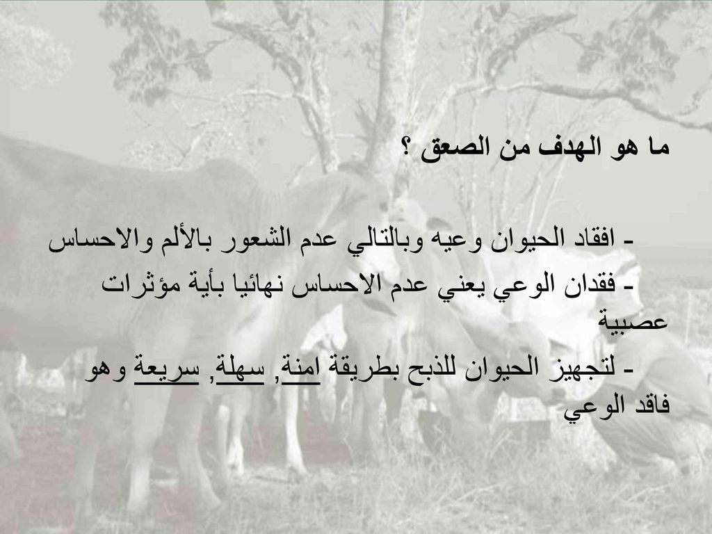 ما هو الهدف من الصعق ؟ - افقاد الحيوان وعيه وبالتالي عدم الشعور بالألم والاحساس - فقدان الوعي يعني عدم الاحساس نهائيا بأية مؤثرات عصبية - لتجهيز الحيوان للذبح بطريقة امنة, سهلة, سريعة وهو فاقد الوعي