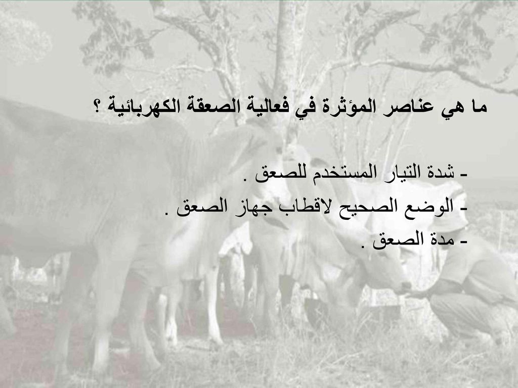 ما هي عناصر المؤثرة في فعالية الصعقة الكهربائية ؟ - شدة التيار المستخدم للصعق .