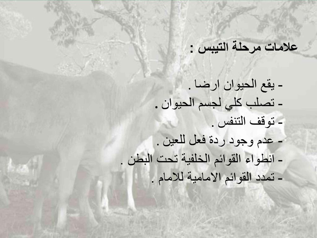علامات مرحلة التيبس :. - يقع الحيوان ارضا. - تصلب كلي لجسم الحيوان