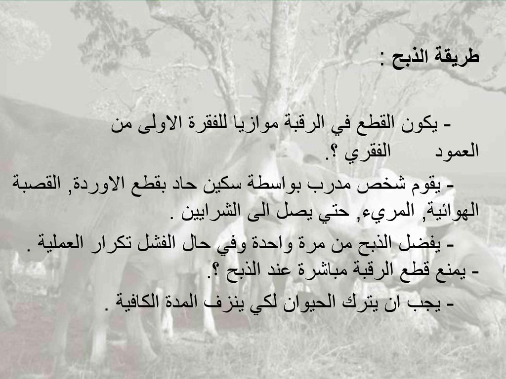 - يكون القطع في الرقبة موازيا للفقرة الاولى من العمود الفقري ؟.