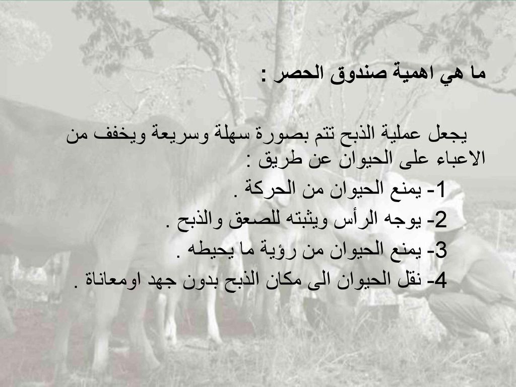 ما هي اهمية صندوق الحصر : يجعل عملية الذبح تتم بصورة سهلة وسريعة ويخفف من الاعباء على الحيوان عن طريق : 1- يمنع الحيوان من الحركة .
