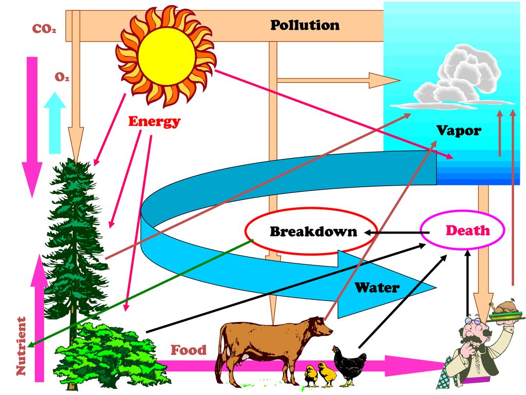 Pollution CO2 O2 Energy Vapor Breakdown Death Water Nutrient Food