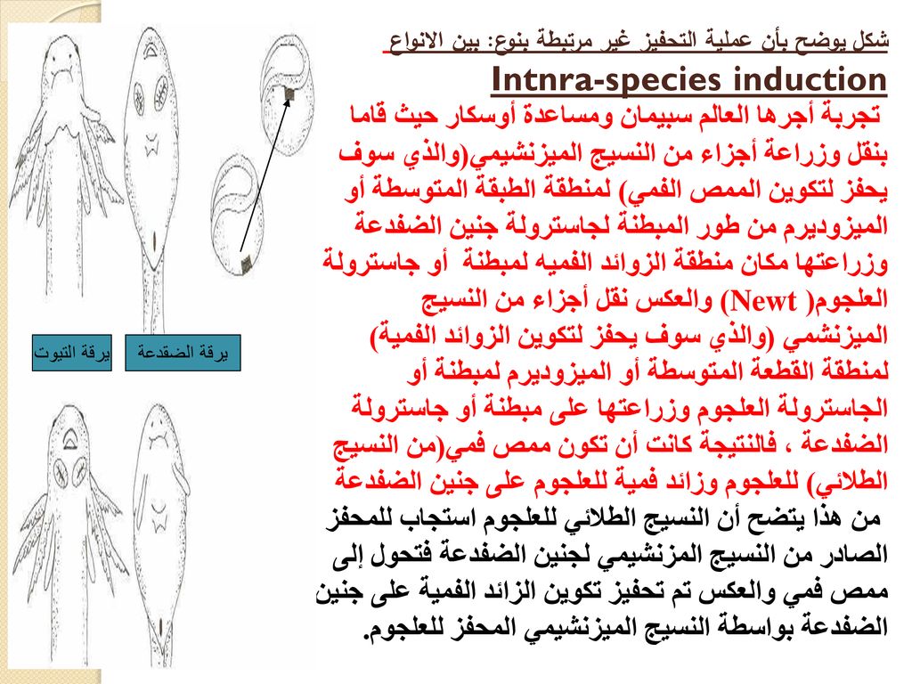 شكل يوضح بأن عملية التحفيز غير مرتبطة بنوع: بين الانواع Intnra-species induction