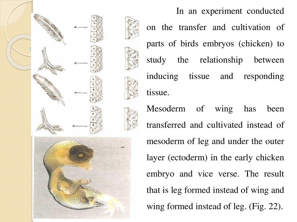 In an experiment conducted on the transfer and cultivation of parts of birds embryos (chicken) to study the relationship between inducing tissue and responding tissue.