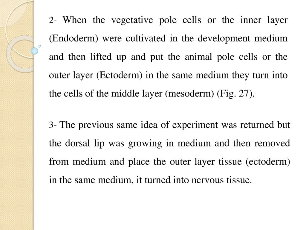 2- When the vegetative pole cells or the inner layer (Endoderm) were cultivated in the development medium and then lifted up and put the animal pole cells or the outer layer (Ectoderm) in the same medium they turn into the cells of the middle layer (mesoderm) (Fig. 27).