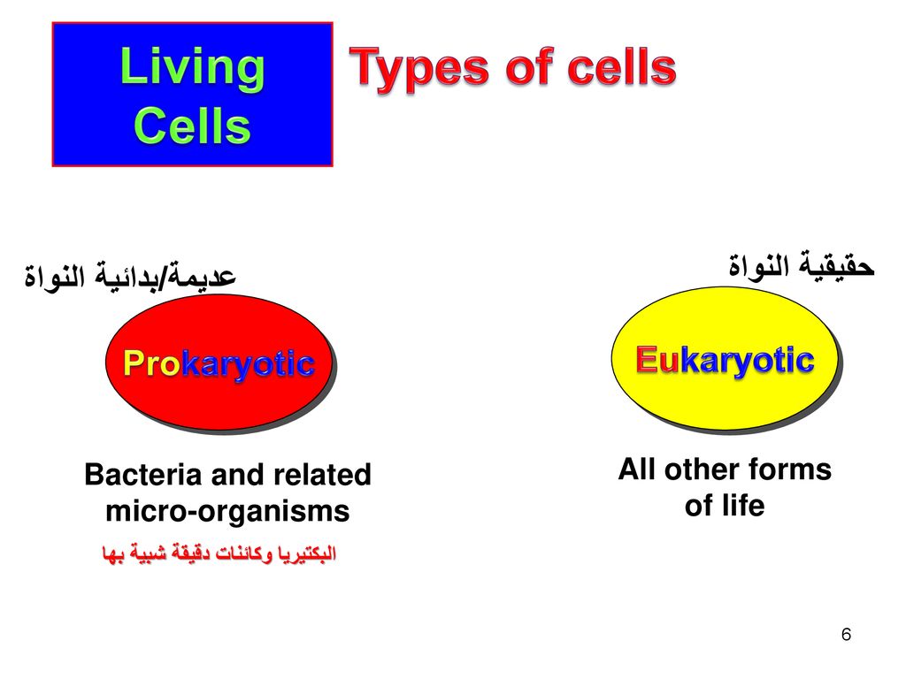 Bacteria and related micro-organisms البكتيريا وكائنات دقيقة شبية بها