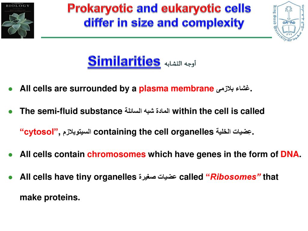 Prokaryotic and eukaryotic cells differ in size and complexity