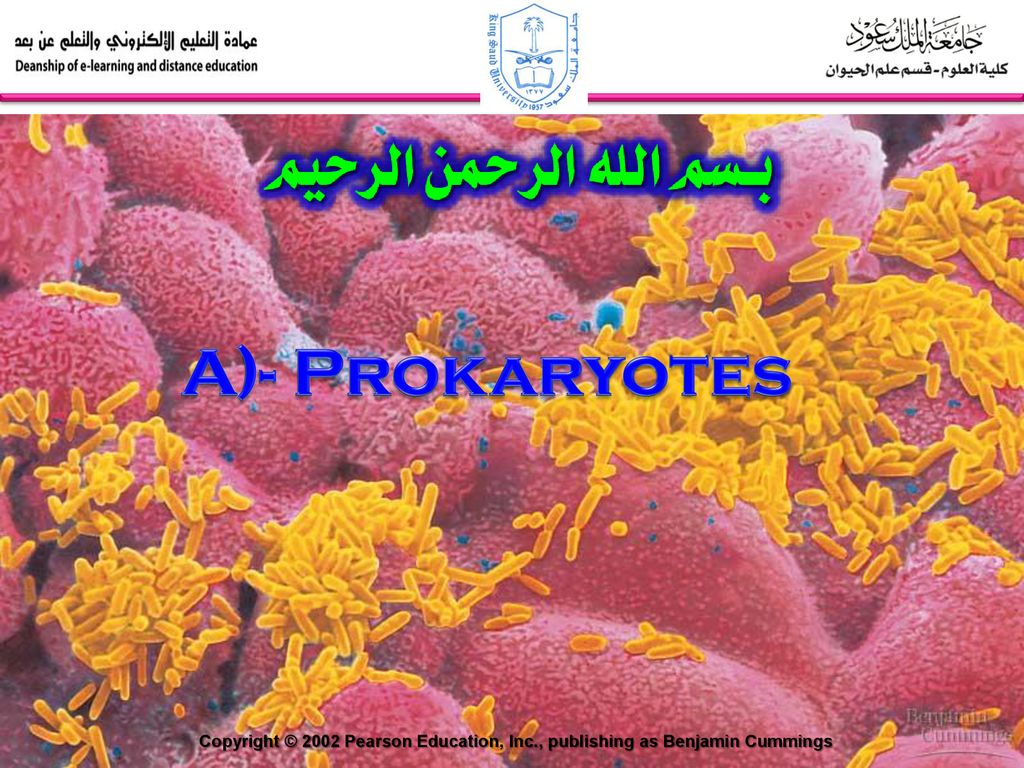 A)- Prokaryotes Copyright © 2002 Pearson Education, Inc., publishing as Benjamin Cummings