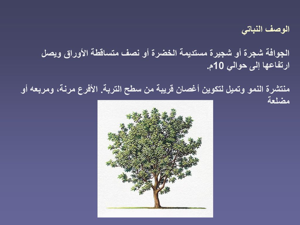 الوصف النباتي الجوافة شجرة أو شجيرة مستديمة الخضرة أو نصف متساقطة الأوراق ويصل ارتفاعها إلى حوالي 10م.