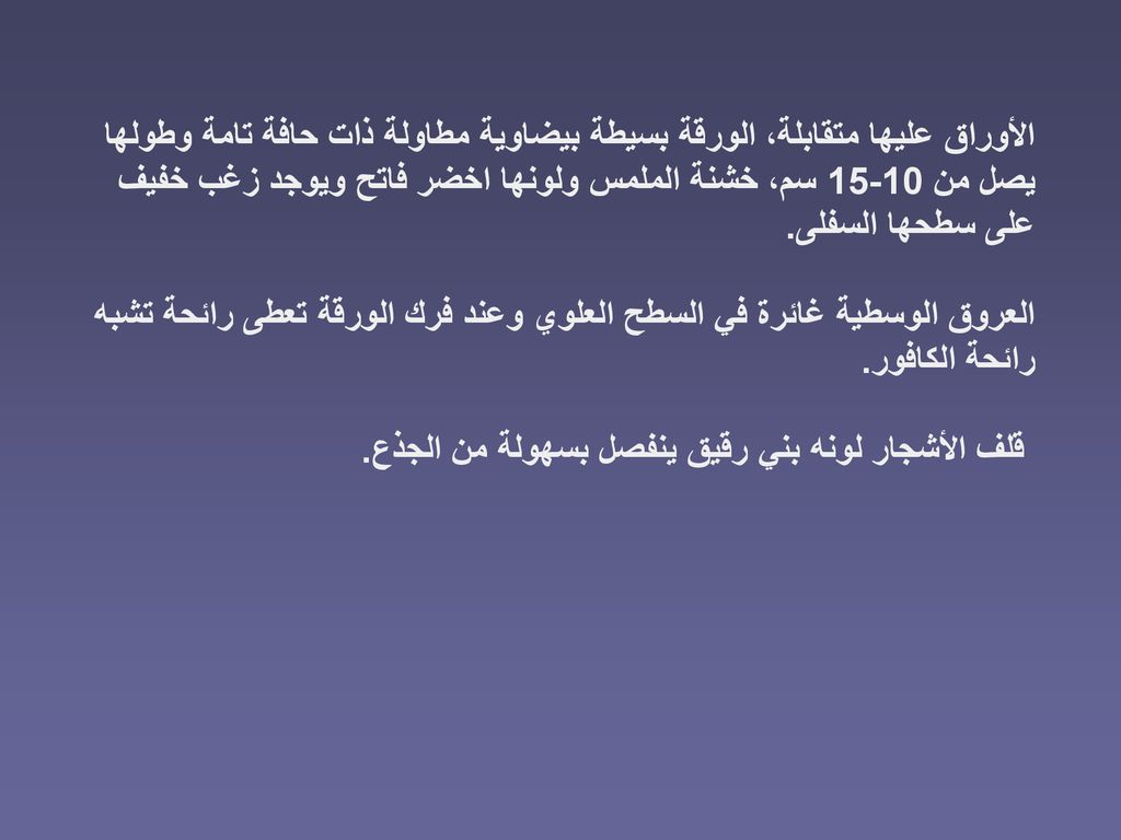 الأوراق عليها متقابلة، الورقة بسيطة بيضاوية مطاولة ذات حافة تامة وطولها يصل من سم، خشنة الملمس ولونها اخضر فاتح ويوجد زغب خفيف على سطحها السفلى.