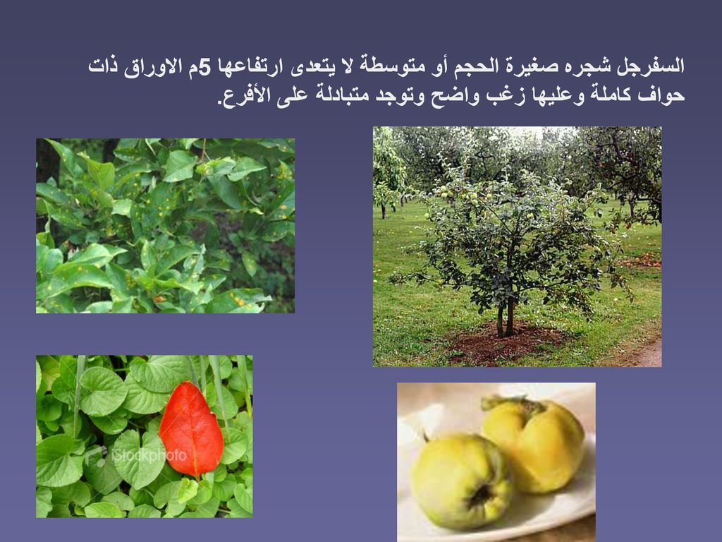 السفرجل شجره صغيرة الحجم أو متوسطة لا يتعدى ارتفاعها 5م الاوراق ذات حواف كاملة وعليها زغب واضح وتوجد متبادلة على الأفرع.