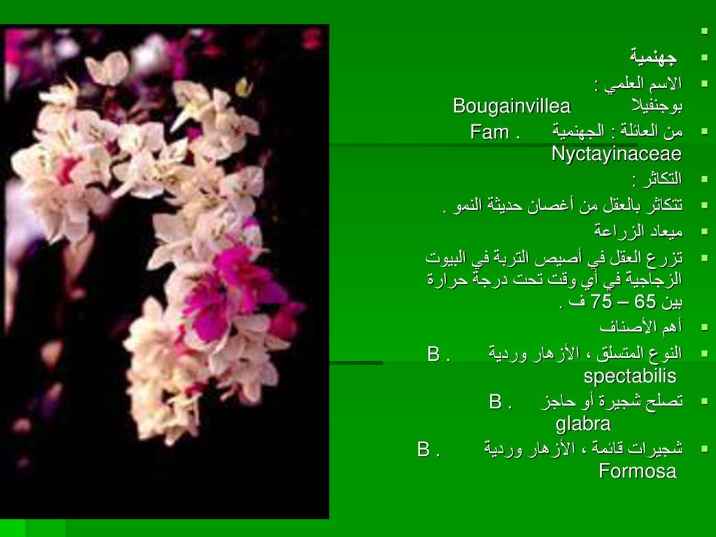 جهنمية. الاسم العلمي : بوجنفيلا Bougainvillea من العائلة : الجهنمية Fam . Nyctayinaceae