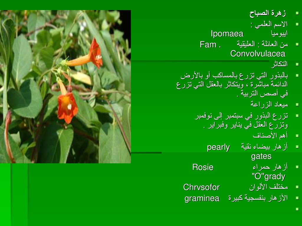 زهرة الصباح الاسم العلمي : ايبوميا Ipomaea. من العائلة : العليقية Fam . Convolvulacea