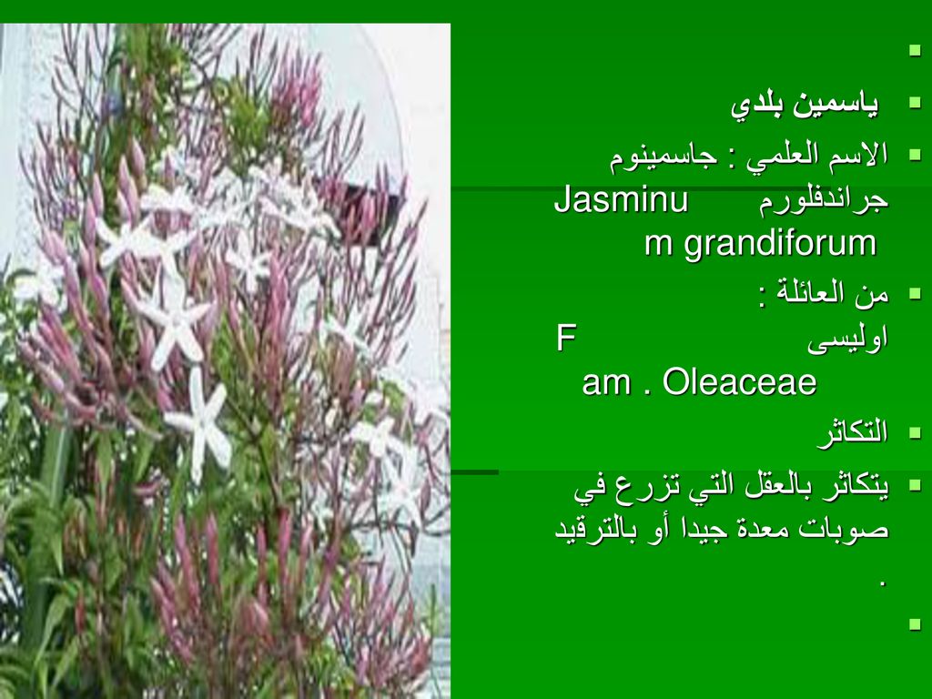 ياسمين بلدي. الاسم العلمي : جاسمينوم جراندفلورم Jasminum grandiforum. من العائلة : اوليسى Fam . Oleaceae
