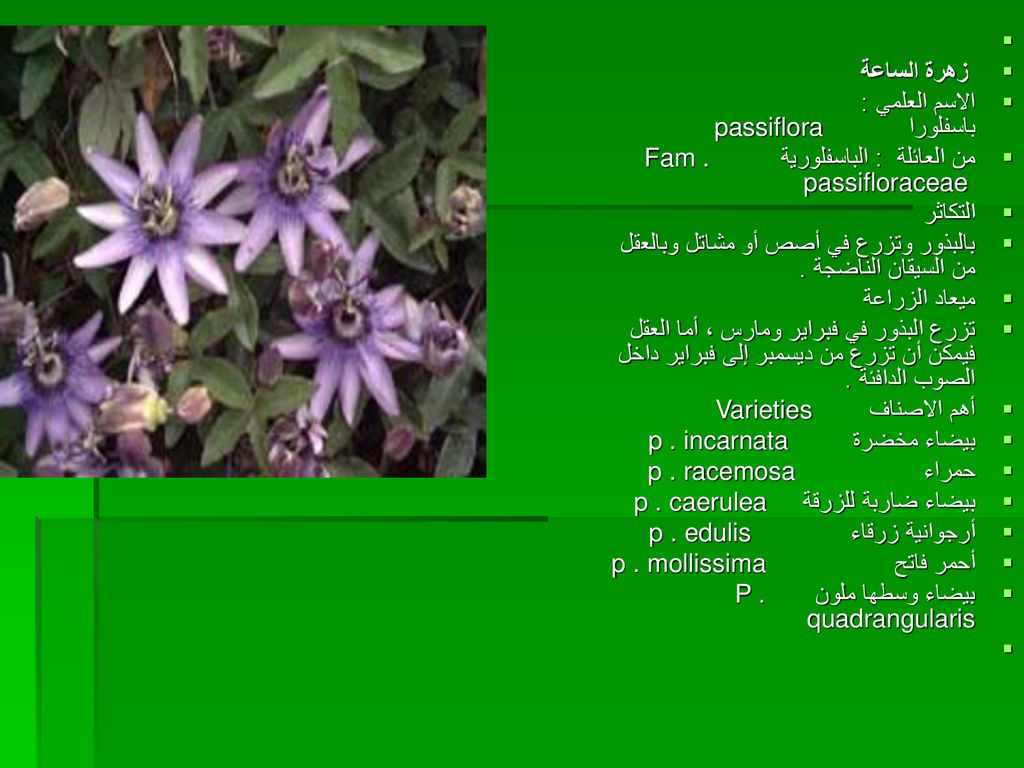 زهرة الساعة. الاسم العلمي : باسفلورا passiflora من العائلة : الباسفلورية Fam . passifloraceae.