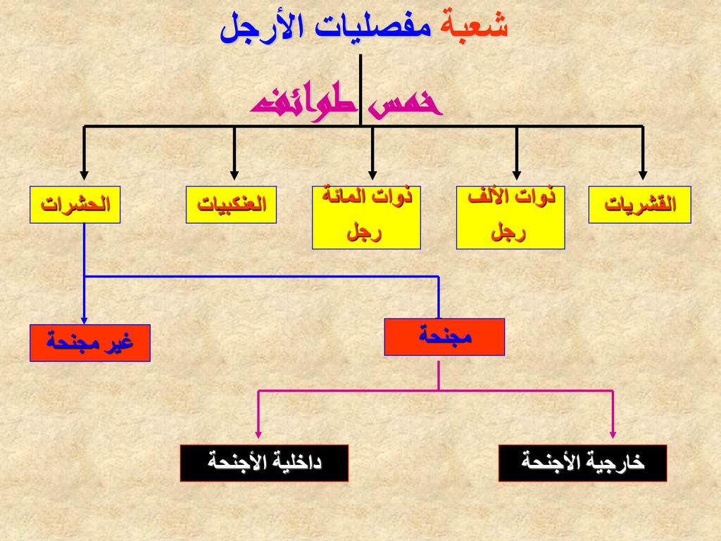 خمس طوائف شعبة مفصليات الأرجل الحشرات العنكبيات ذوات المائة رجل