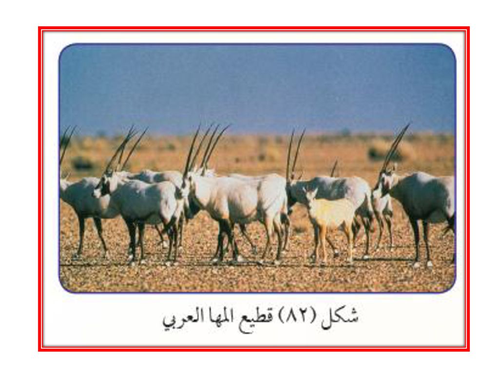 وتعمل الهيئة على : - تحديد إقامة المناطق المحمية واستصدار التشريعات الخاصة بالحماية.