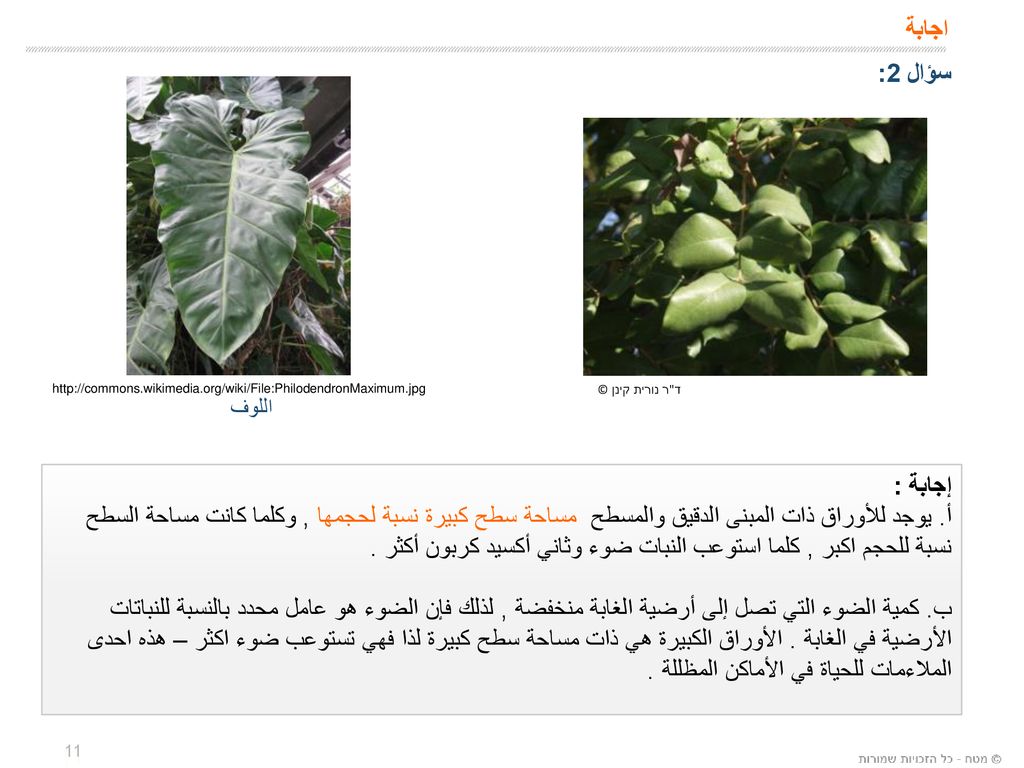 اجابة سؤال 2:   ד ר נורית קינן © اللوف.
