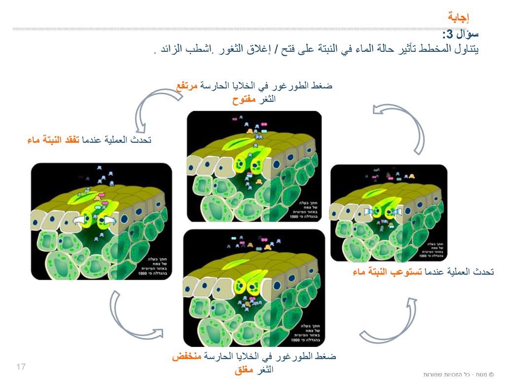 إجابة سؤال 3: يتناول المخطط تأثير حالة الماء في النبتة على فتح / إغلاق الثغور .اشطب الزائد . ضغط الطورغور في الخلايا الحارسة مرتفع.
