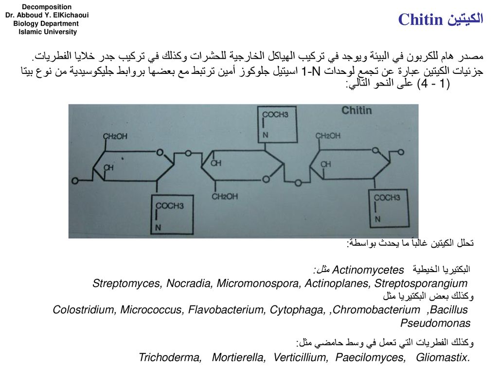 Decomposition Dr. Abboud Y. ElKichaoui. Biology Department. Islamic University. الكيتين Chitin.