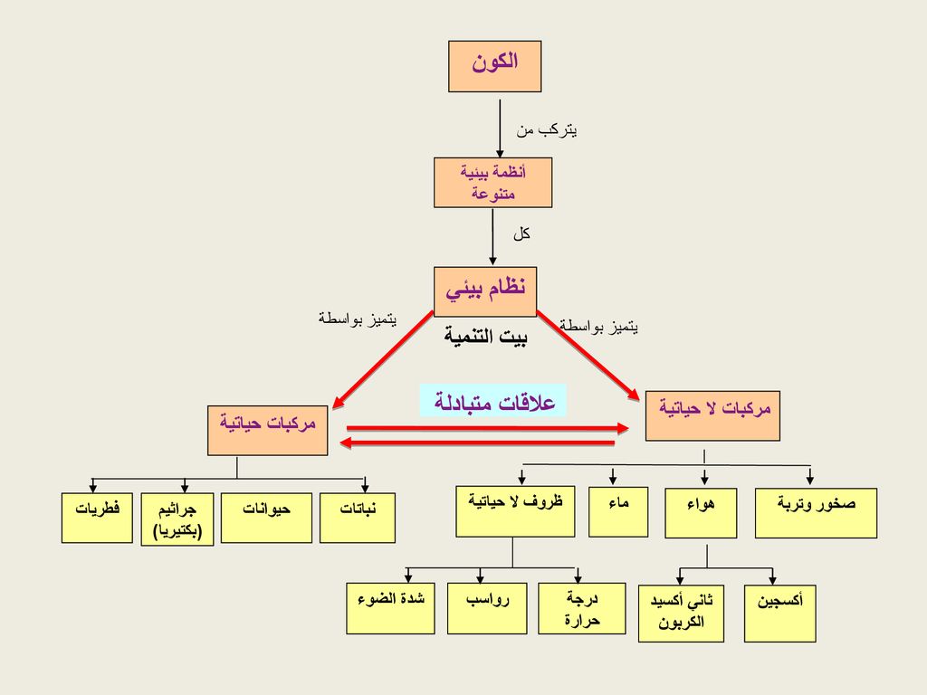 جذع الشجره يعتبر نظام بيئي