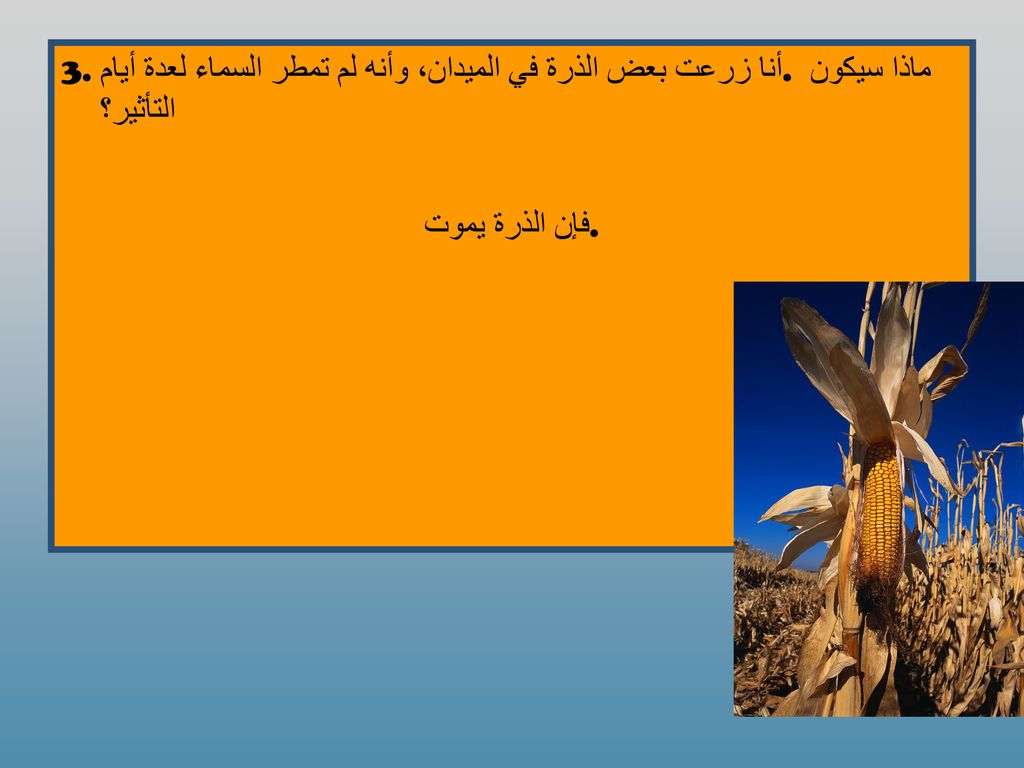 3. أنا زرعت بعض الذرة في الميدان، وأنه لم تمطر السماء لعدة أيام