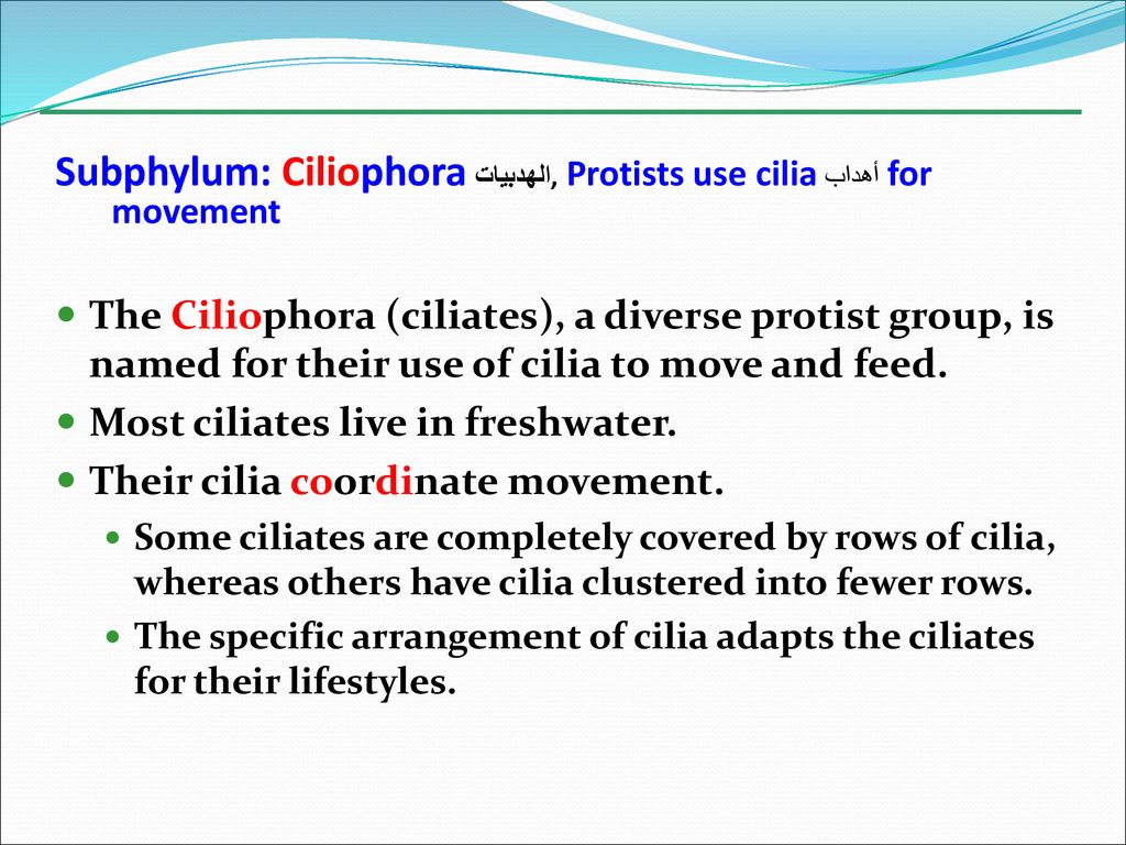 Subphylum: Ciliophoraالهدبيات , Protists use ciliaأهداب for movement