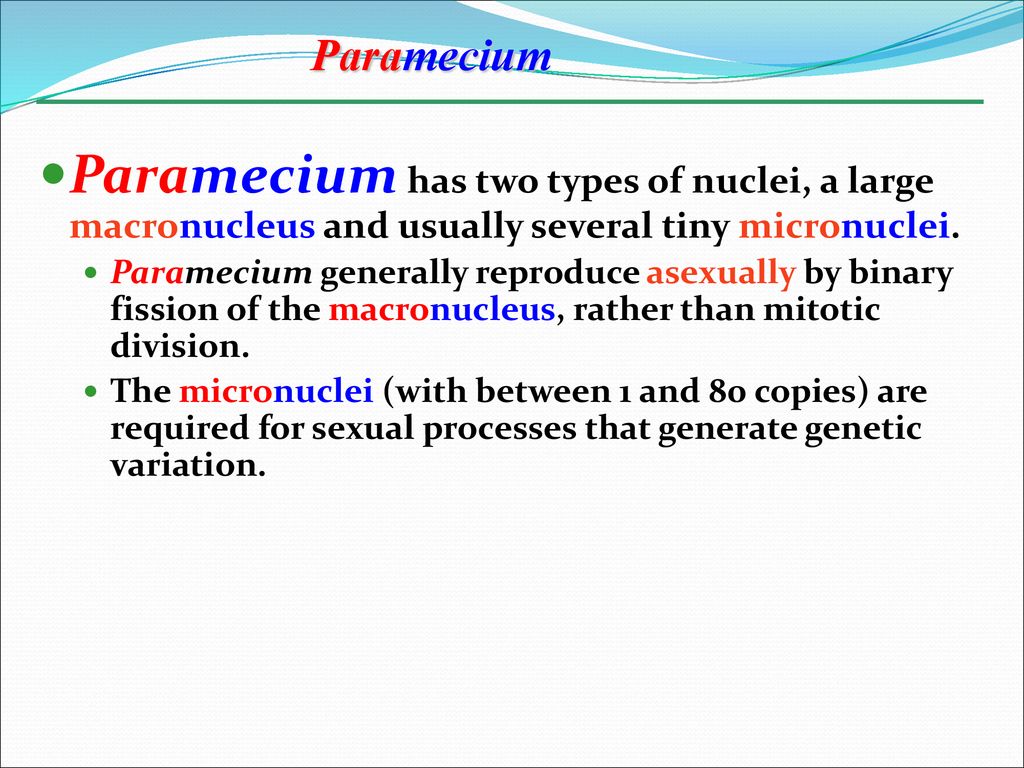 Paramecium Paramecium has two types of nuclei, a large macronucleus and usually several tiny micronuclei.