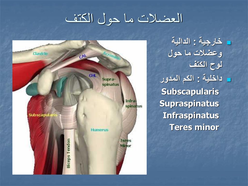 العضلات ما حول الكتف خارجية : الدالية وعضلات ما حول لوح الكتف