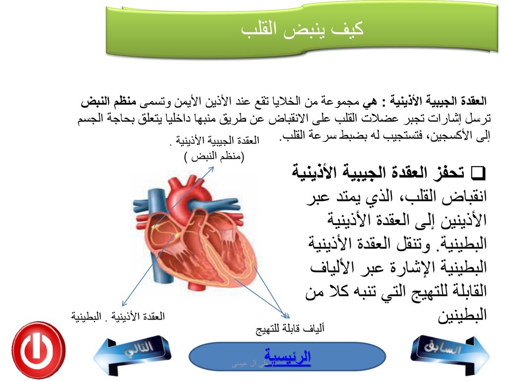 رتب مراحل انتقال الدم خلال القلب ابتداء من الأذين الأيمن