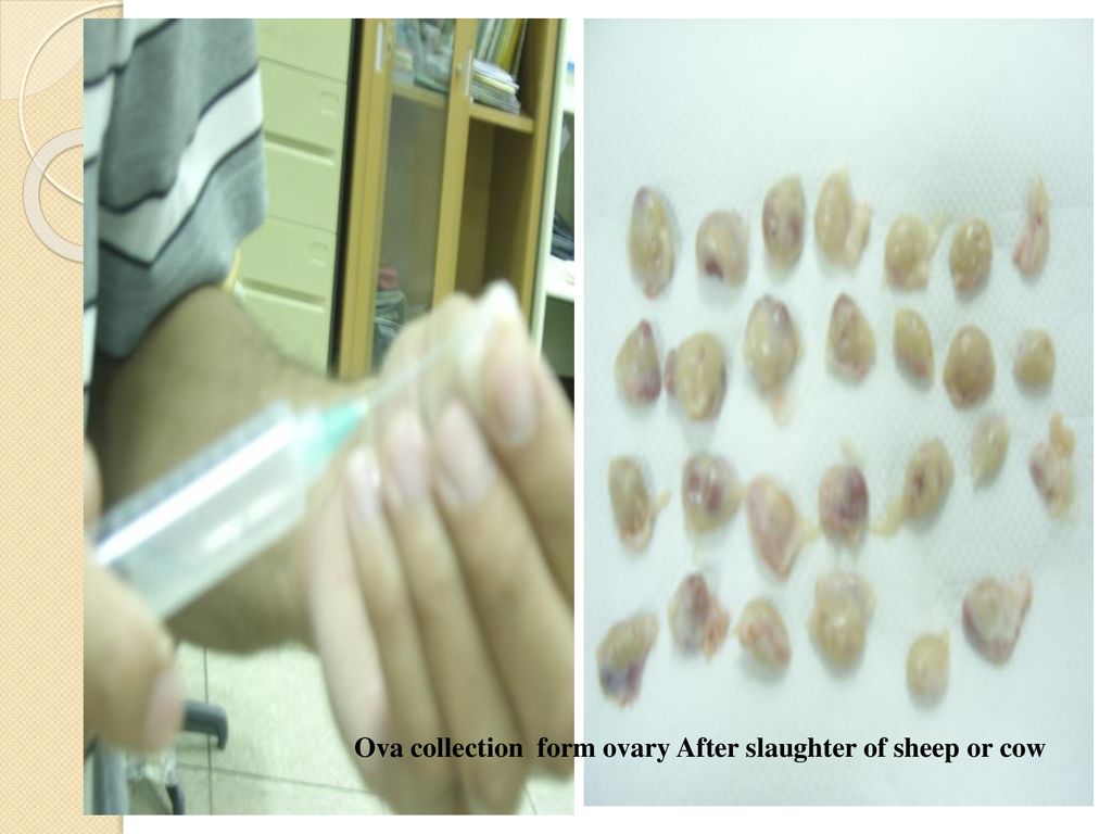 Ova collection form ovary After slaughter of sheep or cow