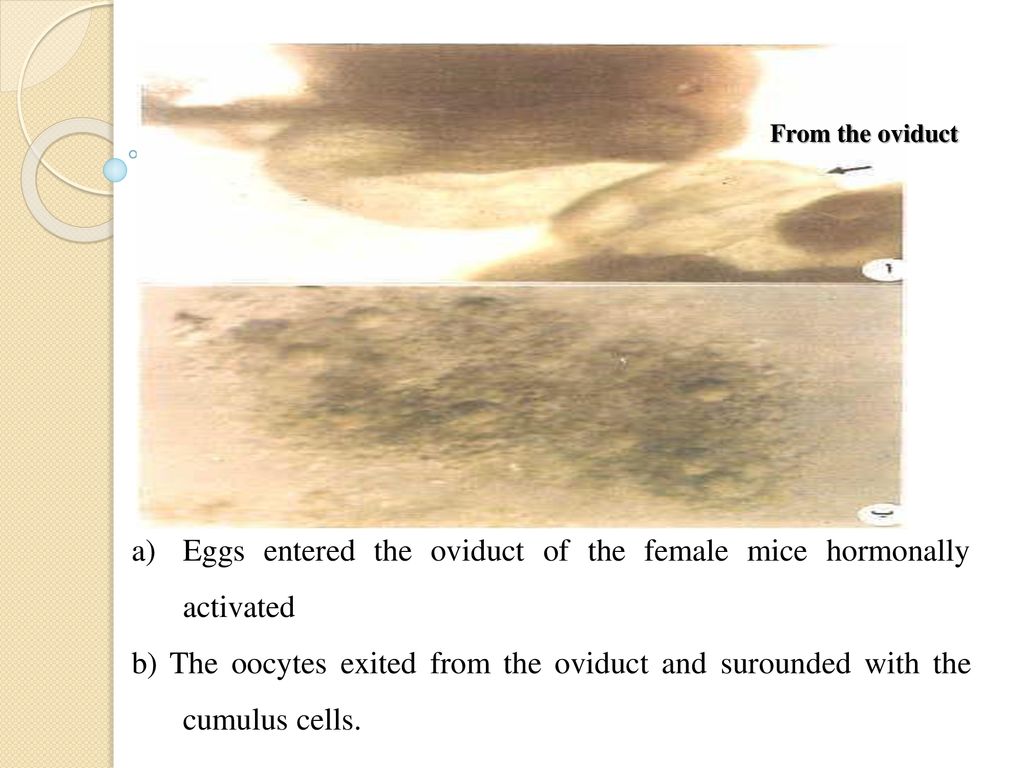 Eggs entered the oviduct of the female mice hormonally activated