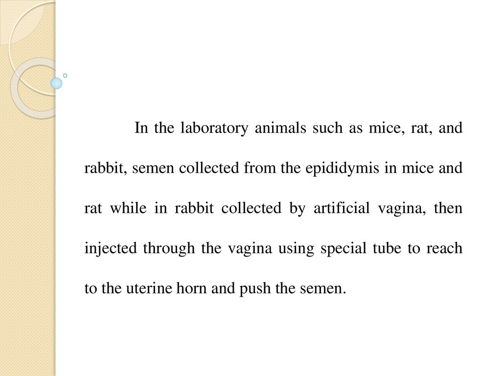 In the laboratory animals such as mice, rat, and rabbit, semen collected from the epididymis in mice and rat while in rabbit collected by artificial vagina, then injected through the vagina using special tube to reach to the uterine horn and push the semen.