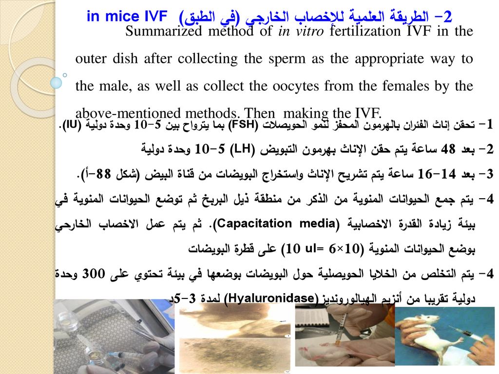 2- الطريقة العلمية للإخصاب الخارجي (في الطبق) in mice IVF