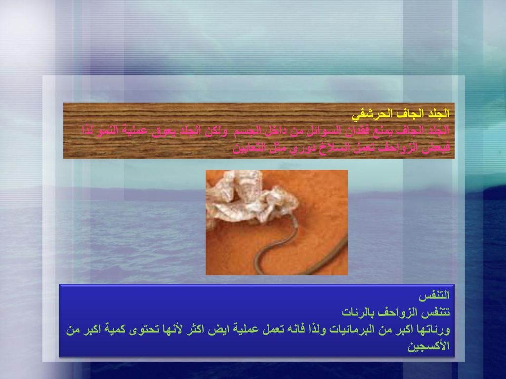الجلد الجاف الحرشفي الجلد الجاف يمنع فقدان السوائل من داخل الجسم ولكن الجلد يعوق عملية النمو لذا فبعض الزواحف تعمل انسلاخ دوري مثل الثعابين.