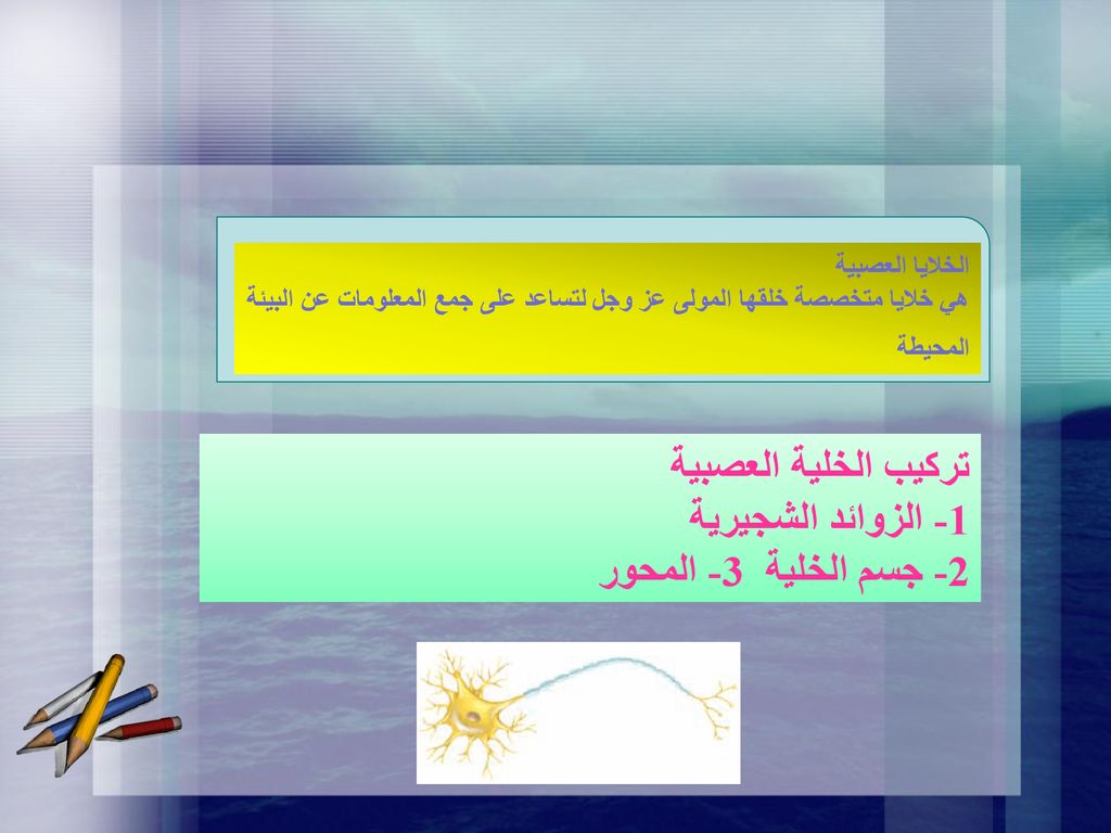 تركيب الخلية العصبية 1- الزوائد الشجيرية 2- جسم الخلية 3- المحور