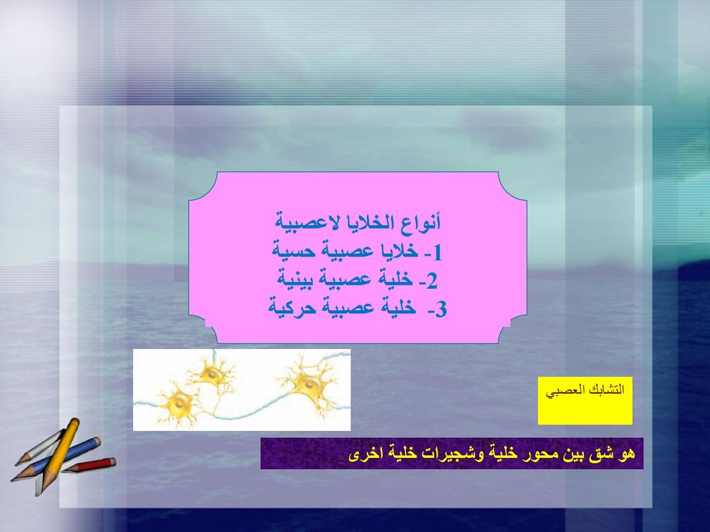 أنواع الخلايا لاعصبية 1- خلايا عصبية حسية 2- خلية عصبية بينية
