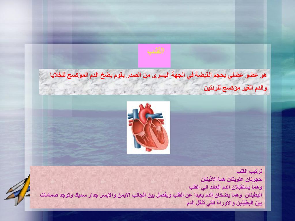 القلب هو عضو عضلي بحجم القبضة في الجهة اليسرى من الصدر يقوم بضخ الدم المؤكسج للخلايا والدم الغير مؤكسج للرئتين.